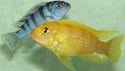 аквариумные рыбки - псевдотрофеус ломбардо