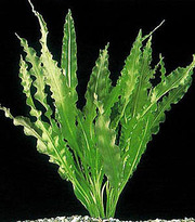 Аквариумные растения - апоногетон живородящий