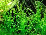 Аквариумные растения - эхинодорус везувий