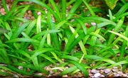 Аквариумные растения - эхинодорус тенелус